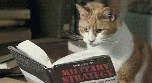 cat reading a manual for push traffic